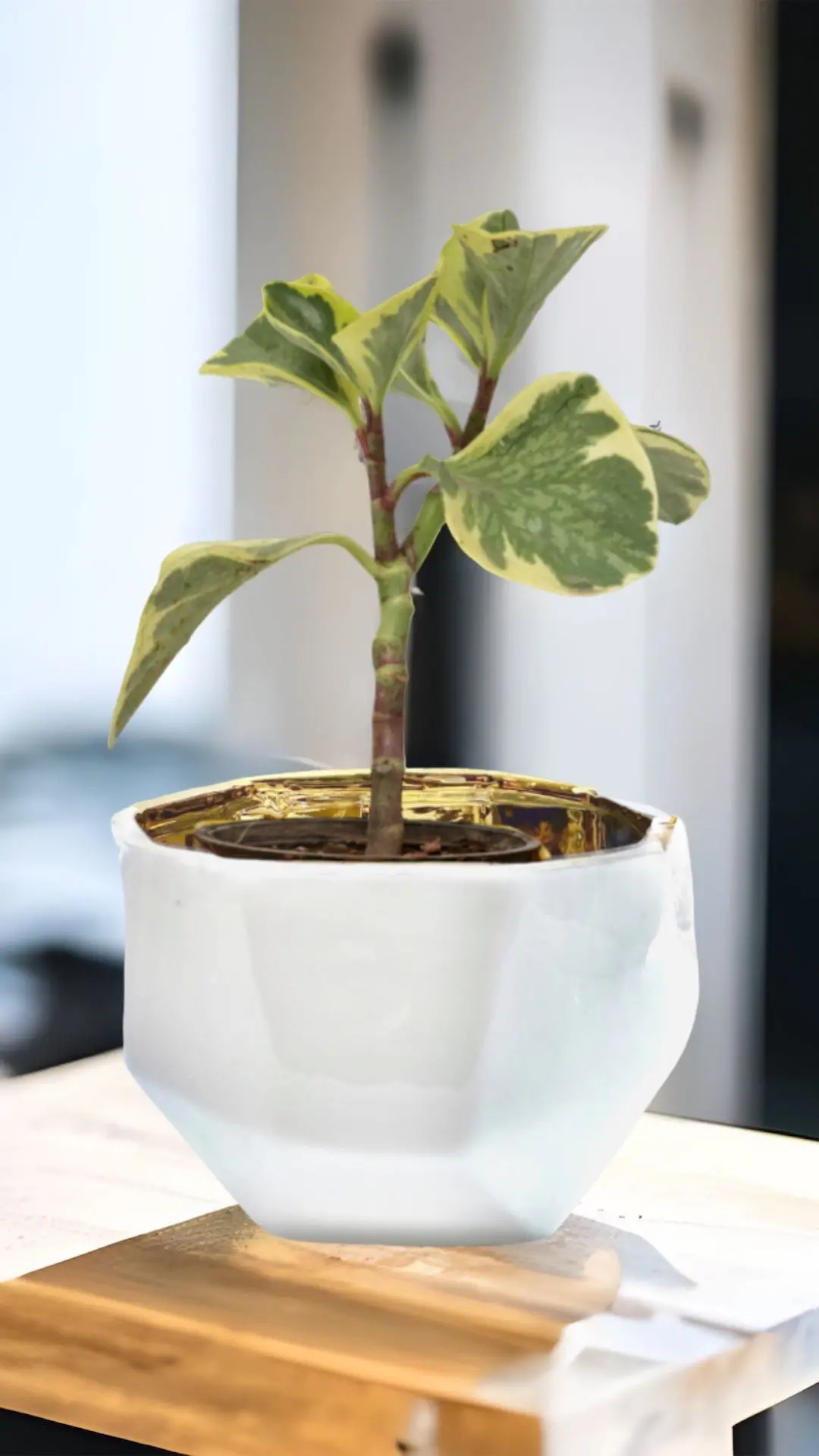 Handmade Elegant White & Gold Ceramic Planter/Pot - Image 7