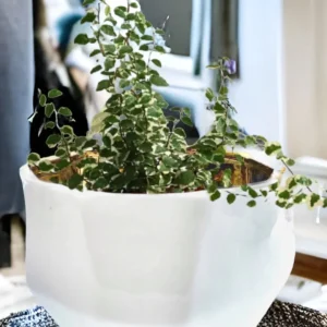 Handmade Elegant White & Gold Ceramic Planter/Pot