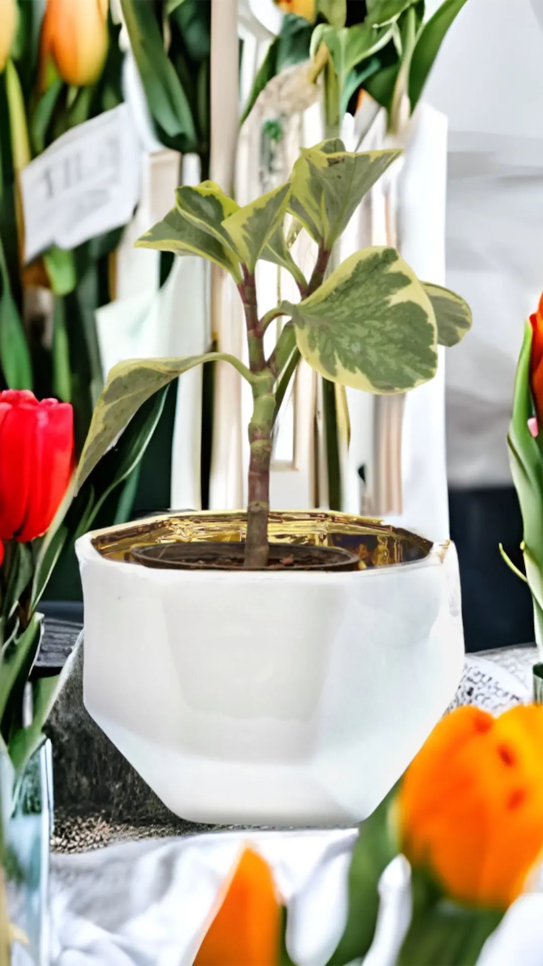 Handmade Elegant White & Gold Ceramic Planter/Pot - Image 8